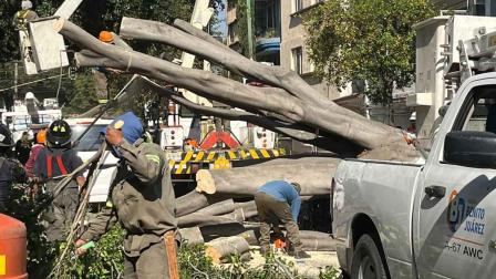 Caída de árbol en Narvarte Poniente, CDMX.