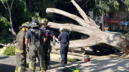 Caída de árbol en Narvarte Poniente, CDMX.