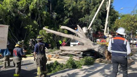 Caída de árbol en Narvarte Poniente, CDMX. Foto: Jorge González