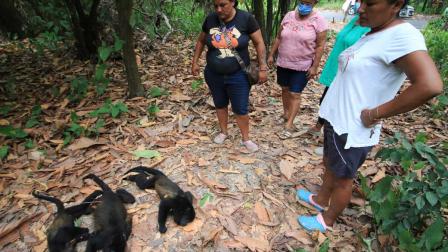 Semarnat investiga muerte de decenas de monos aulladores en Tabasco y Chiapas