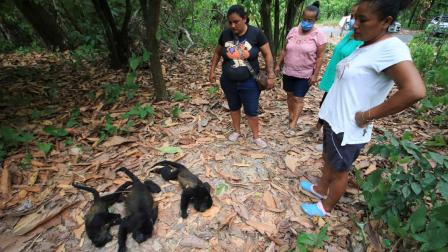 En Tabasco, pobladores y autoridades, iniciaron una campaña para proteger a los monos aulladores.