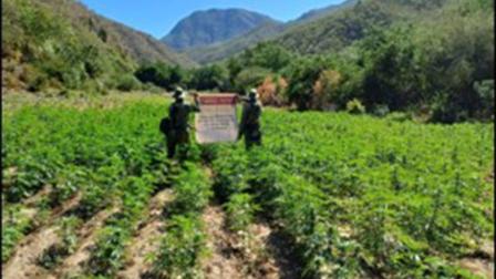 Plantío de marihuana asegurado en Durango