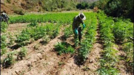 Cultivo de marihuana de Los Mayos