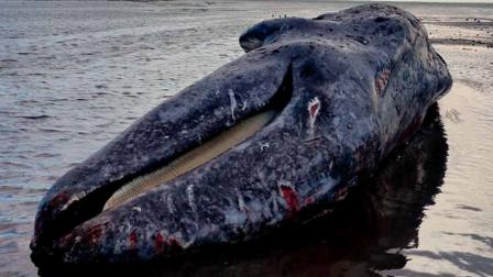 Lanzan S.O.S. por la ballena gris, tras muerte de 158 ejemplares en 2025