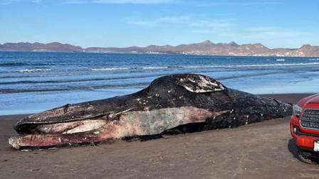Mueren 158 en 2025 y científicos piden acción urgente ante su colapso