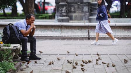 Las aves buscan alimento con los humanos.