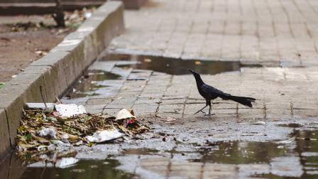 Algunas aves buscan alimento en la basura.