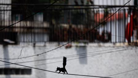 Algunos animales deben moverse entre el cableado.