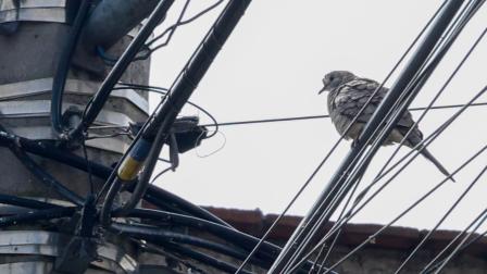 Algunas especies de aves se adaptaron a la vida en el entorno urbano.