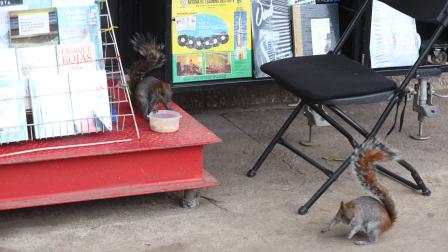 Algunas ardillas y aves se han tenido que adaptar a estar entre las personas y el entorno urbano.