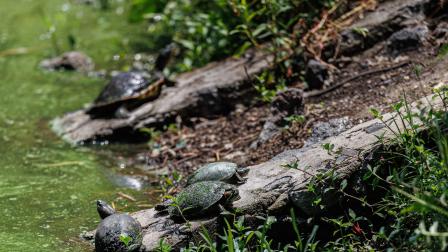 En zonas como Paseos de Taxqueña hay tortugas.