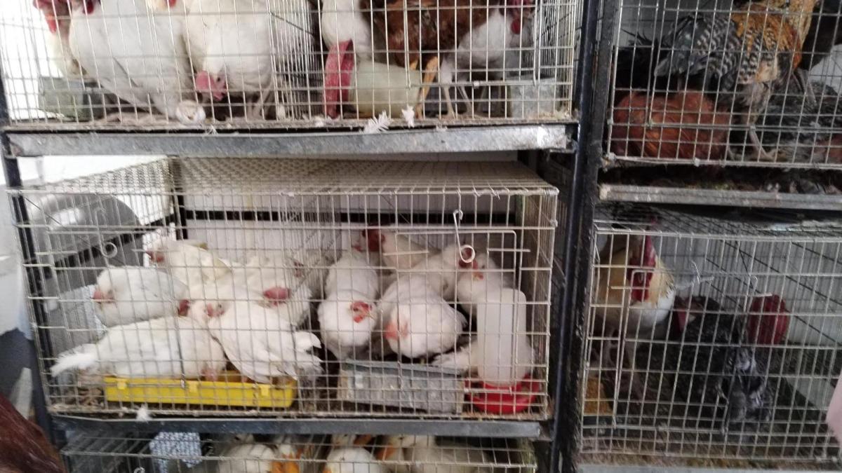 <![CDATA[Rescatan a más de 900 animales maltratados en predio de Ecatepec]]>