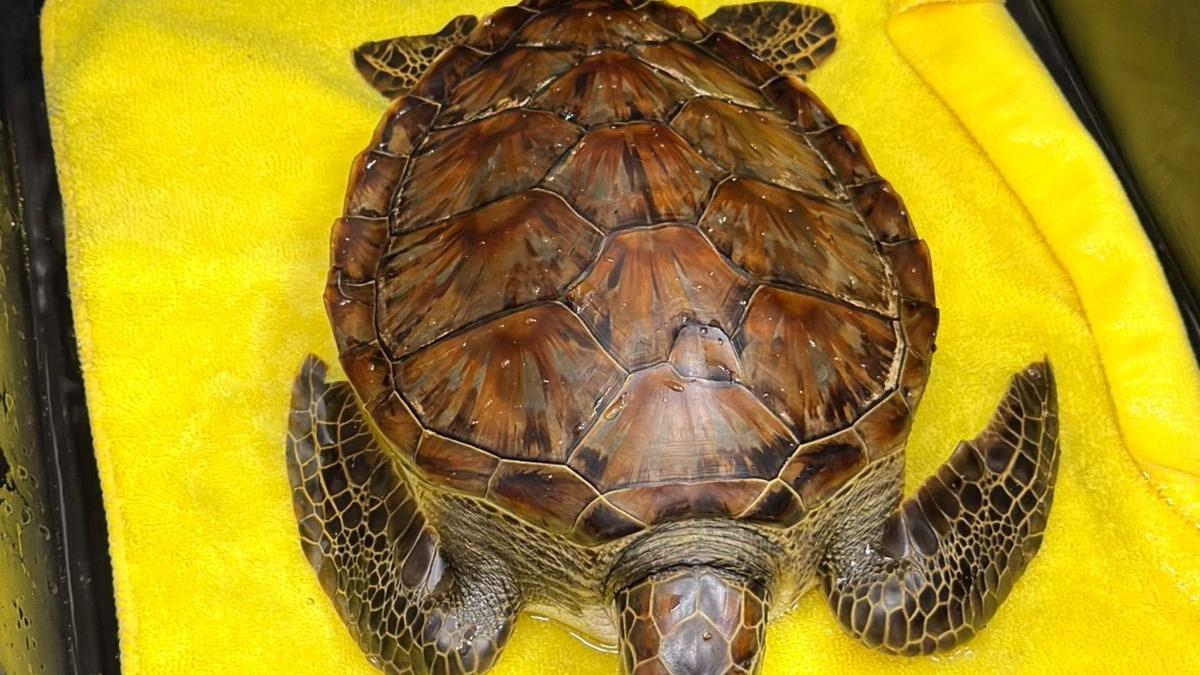 <![CDATA[Profepa salvaguarda vida de la fauna y poya en la limpieza de áreas por derrame en el Golfo]]>