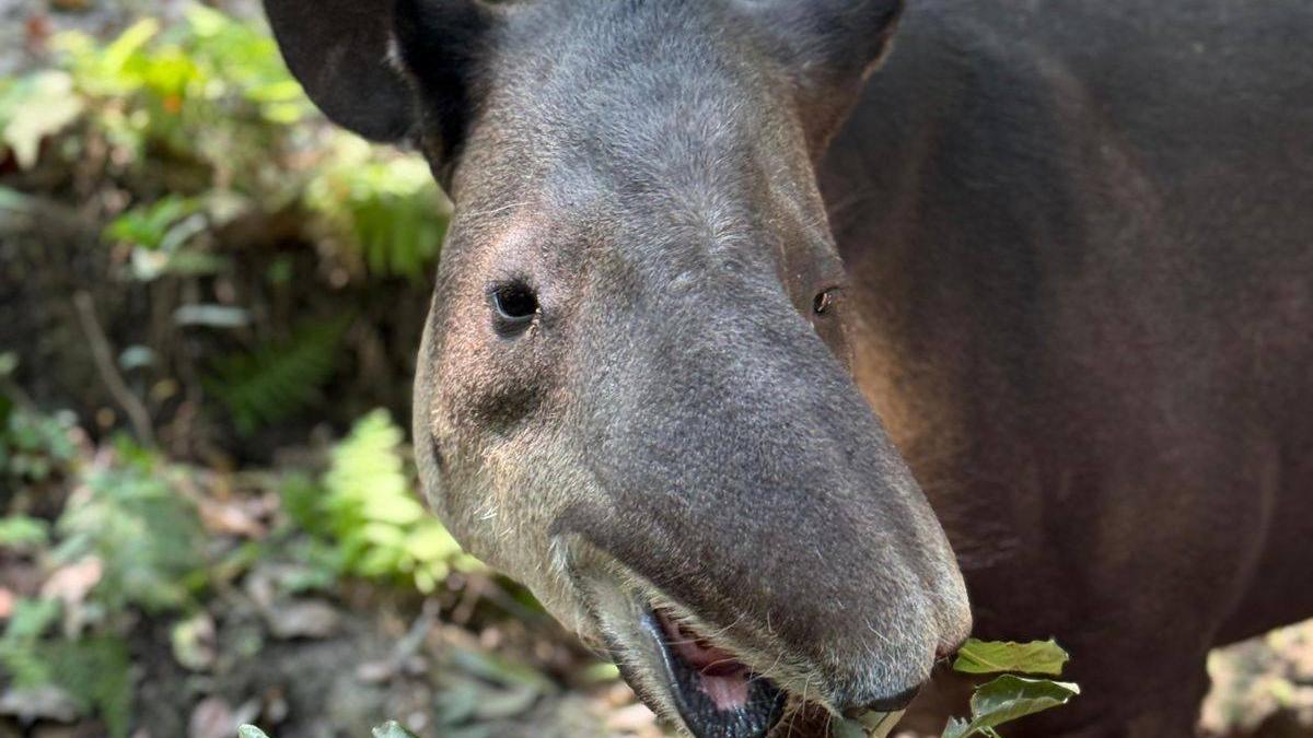 <![CDATA[Exigen que Tapir 