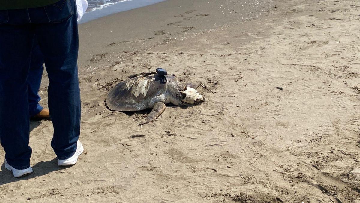 <![CDATA[Otra víctima del derrame: Tortuga muere por ingesta y exposición a hidrocarburos]]>