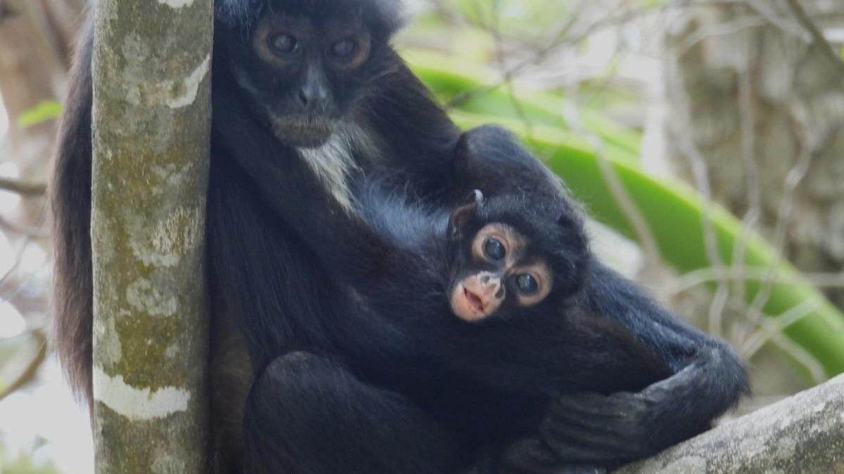 <![CDATA[¡Buenas noticias! Nace tercera cría de mono araña en Parque Nacional Cañón del Sumidero]]>