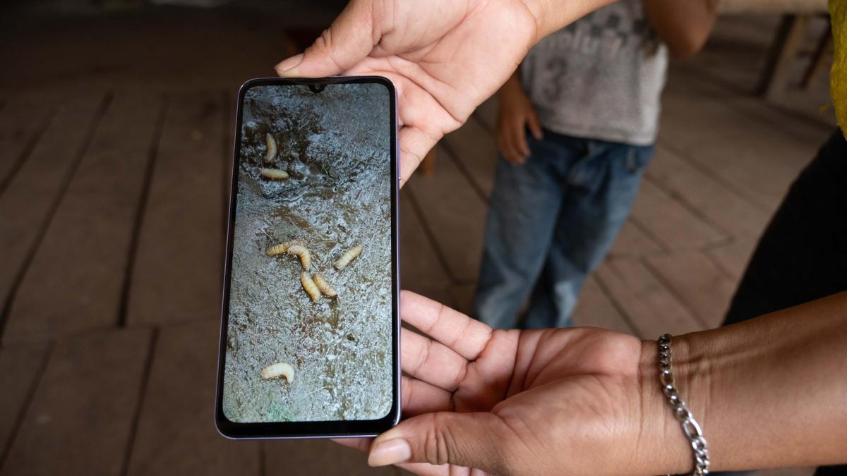 <![CDATA[Hidalgo confirma primer caso de gusano barrenador en humanos]]>