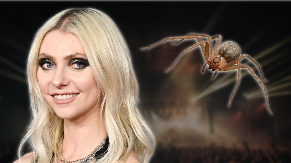 <![CDATA[¿Araña venenosa? Identifican la especie que mordió a Taylor Momsen antes de AC/DC]]>