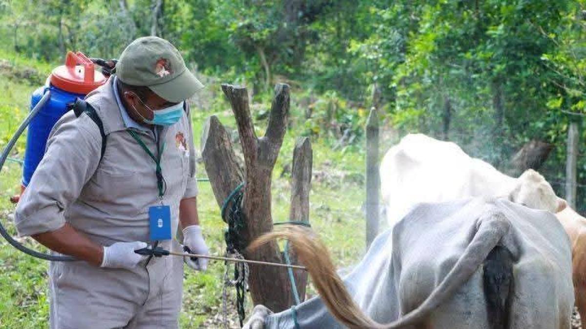 <![CDATA[Hidalgo intensifica vigilancia sanitaria tras superar los 500 casos de gusano barrenador]]>