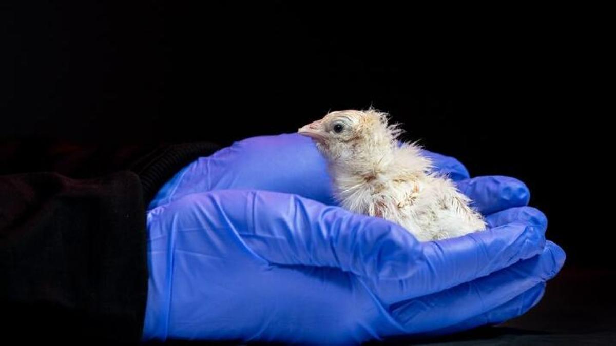<![CDATA[¿El regreso del dodo está más cerca? Nacen 26 pollitos en huevos artificiales]]>