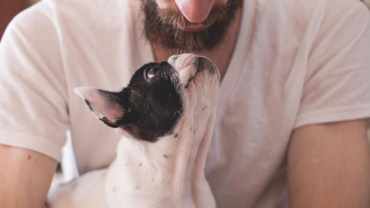 <![CDATA[¿Con quién se queda el perro? ¿Debo pagar pensión alimenticia si me divorcio? Esto sabemos]]>