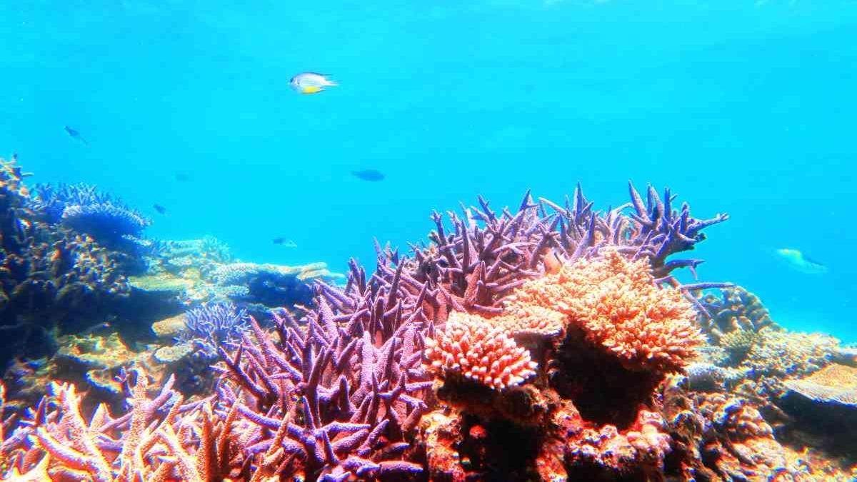 <![CDATA[Mahahual y otros lugares para ver arrecifes de coral en México]]>