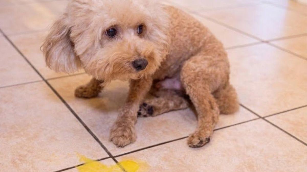 <![CDATA[¿Por qué mi perro vomita amarillo? Causas, señales de alerta y cuándo acudir al veterinario]]>