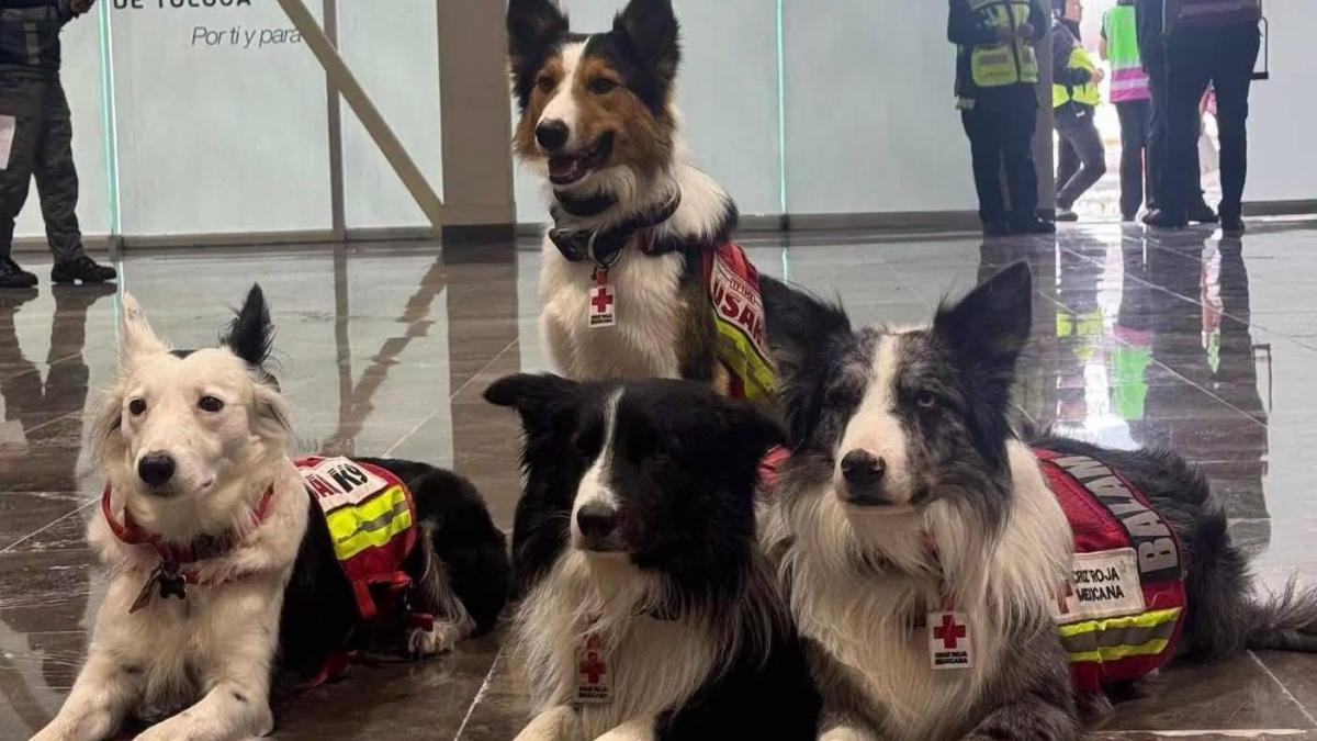 墨西哥向委内瑞拉派遣18个搜救犬组 含4个红十字会