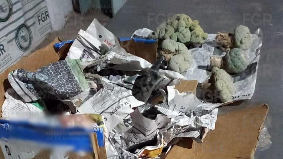 Incautan peyote en paquetería de Sonora; las plantas provenían de ...