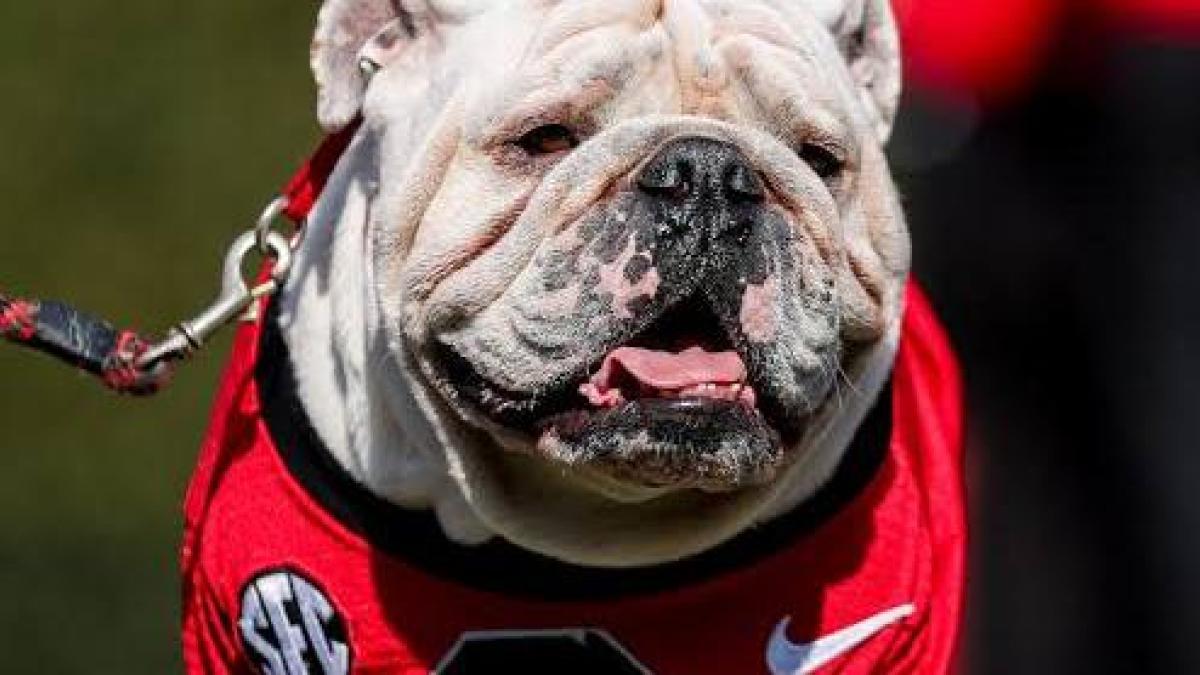 <![CDATA[¿Quién es Uga? El perro leyenda del futbol americano colegial]]>