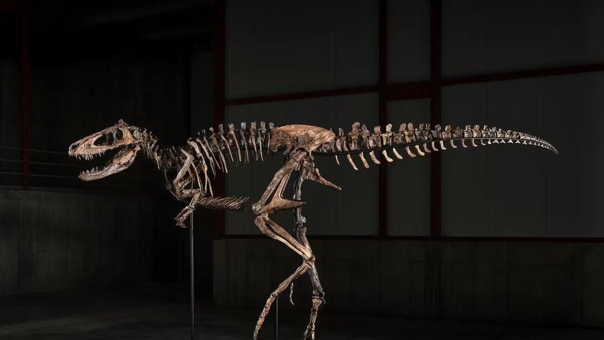 Jodi, el extraño fósil que parece un T. rex, es exhibido antes de ser subastado