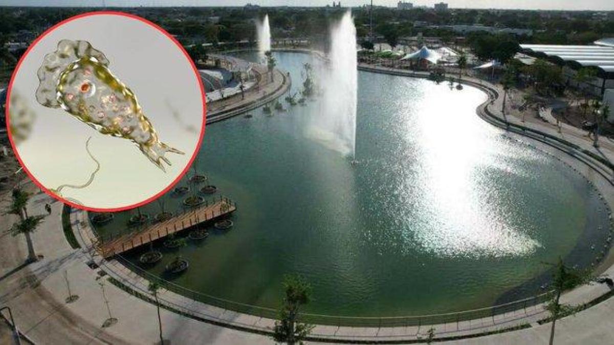 Detectan presencia de ameba ‘comecerebros’ en seis lagos artificiales de Yucatán