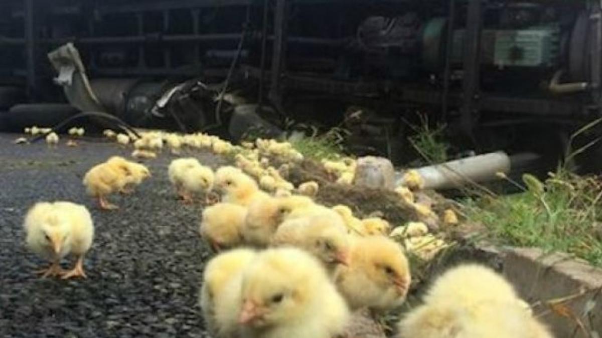 Se vuelca su tráiler y la gente se roba sus pollos