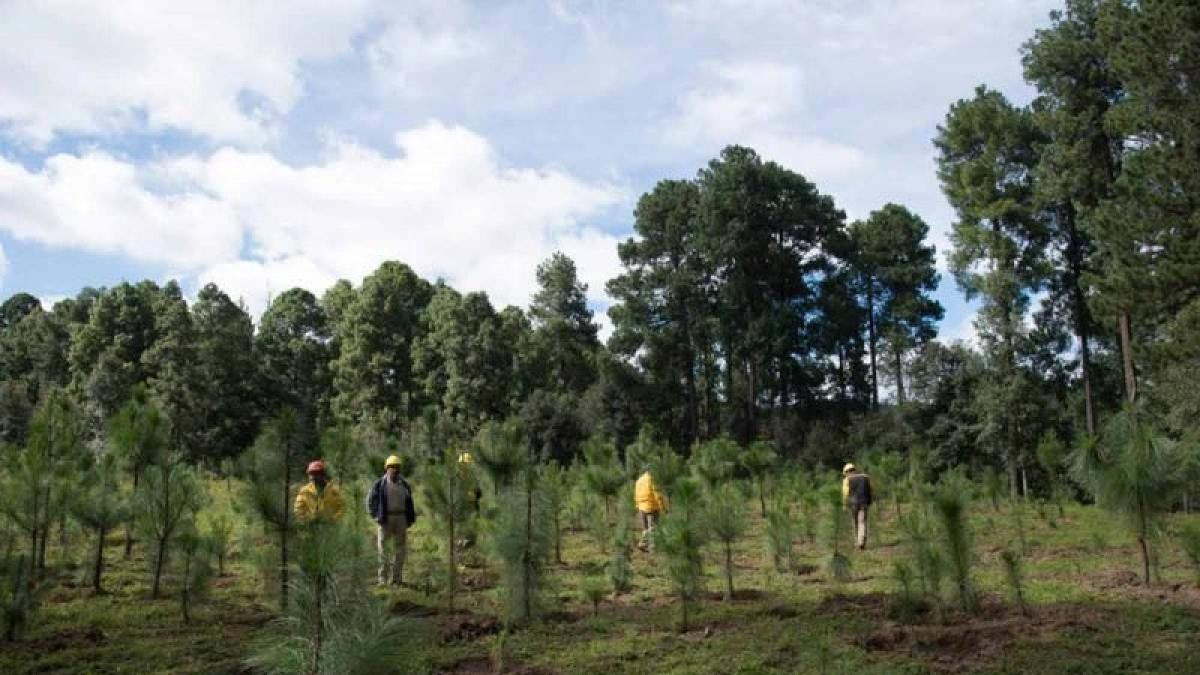 Reporta Conafor 90.2 por ciento de avance en meta sexenal de reforestación