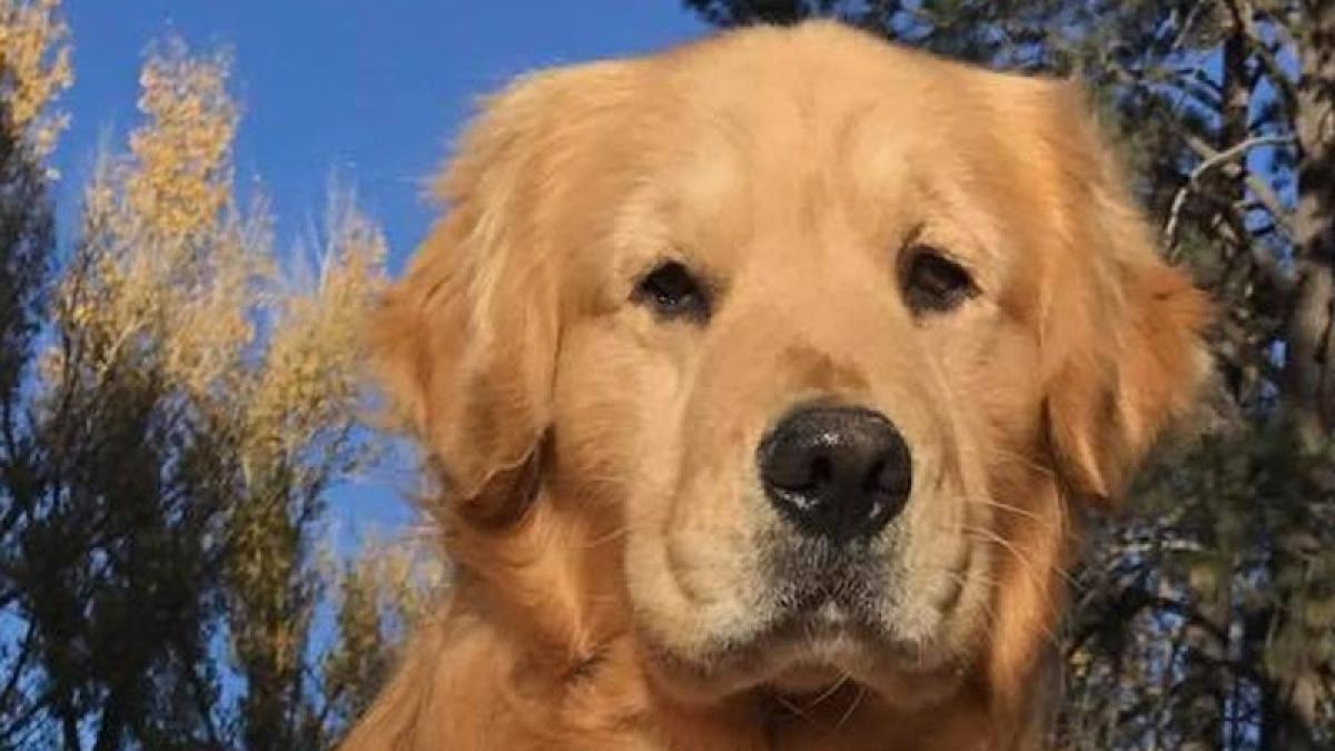 Perrito es el nuevo alcalde de una pequeña localidad de California