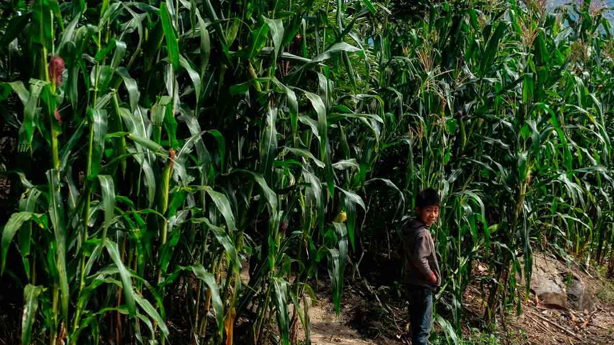 Resurge conflicto agrario entre comunidades de la Sierra Sur de Oaxaca
