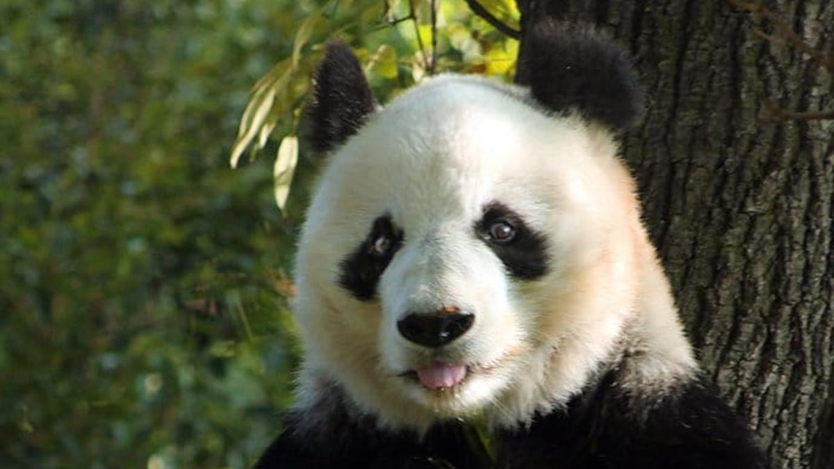 <![CDATA[China enviará una nueva pareja de pandas a E.U.]]>