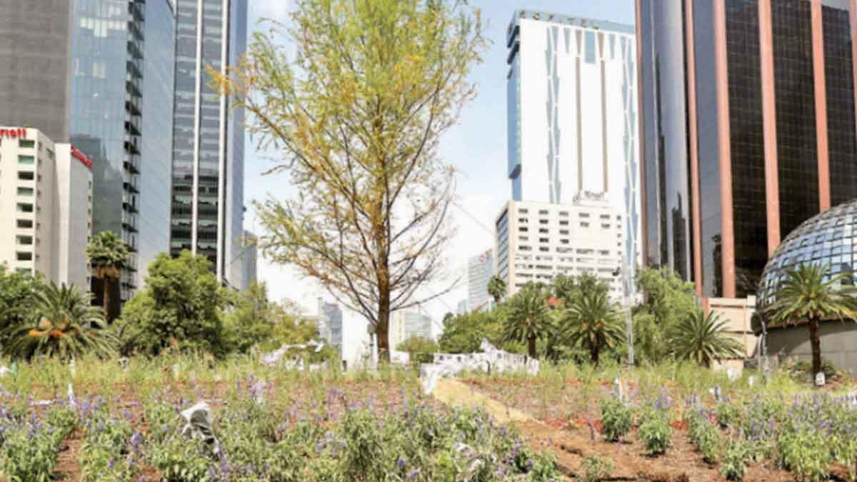 El ahuehuete ya echó raíces: Secretaría del Medio Ambiente