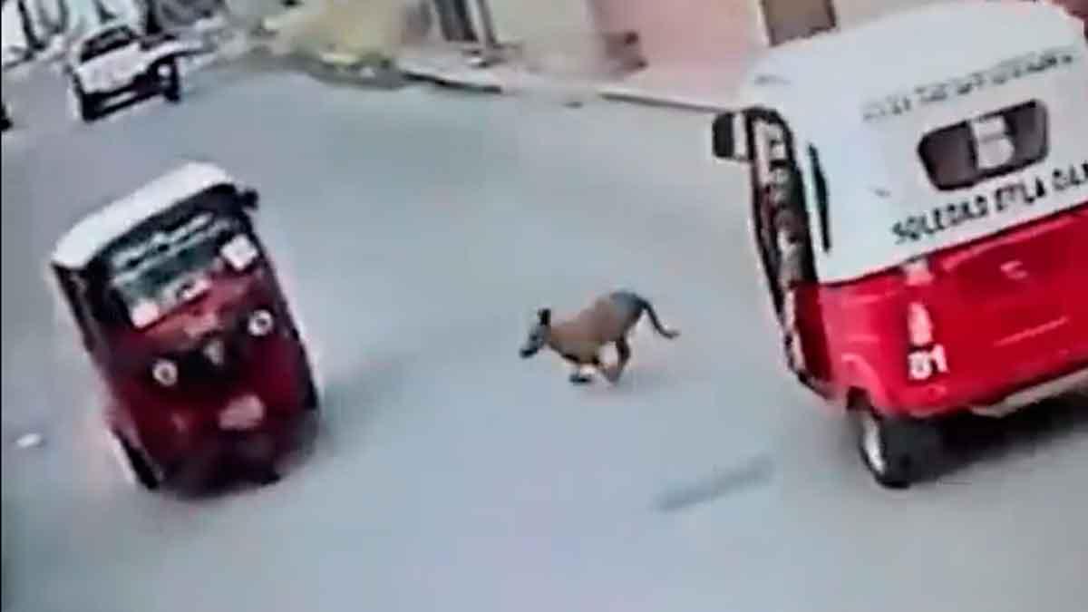 Perrito atropella a un mototaxi en Oaxaca y se da a la fuga