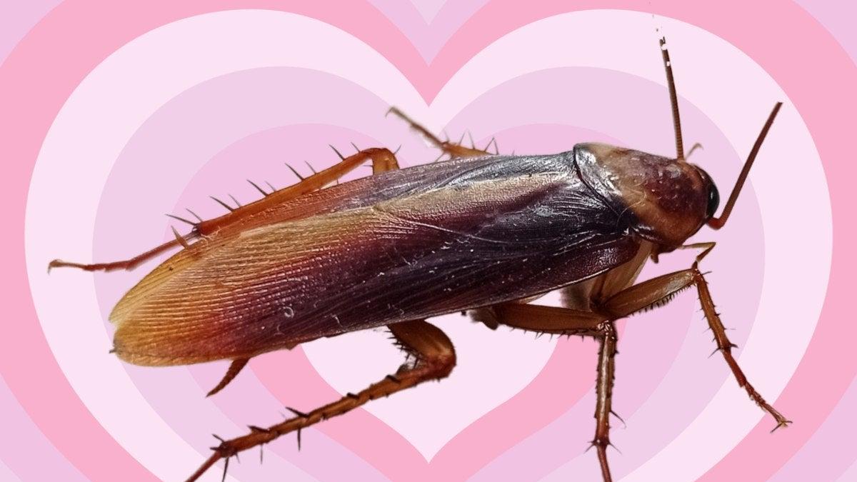 ¡Animal rastrero! Zoológico nombra a cucarachas como exparejas en San ...