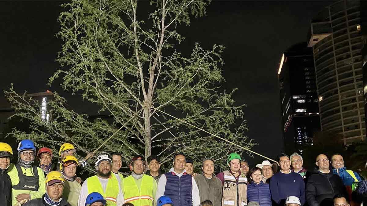 Plantan nuevo ahuehuete en Paseo de la Reforma de la CDMX