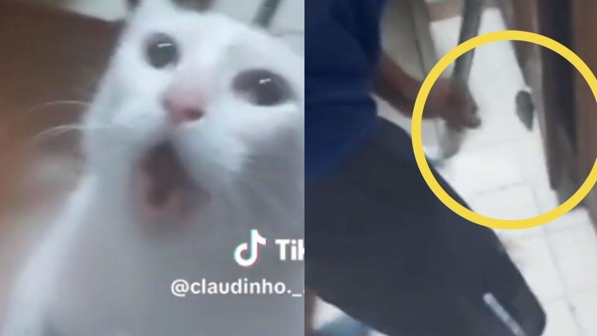 ¡Michi de cristal! Gato huye mientras dueño caza rata; video causa ...
