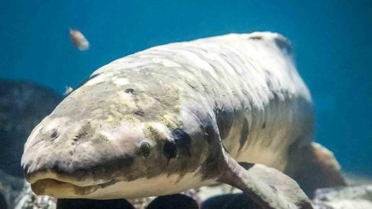 Matusalén, el pez de 100 años que vive en un acuario y desafía la extinción