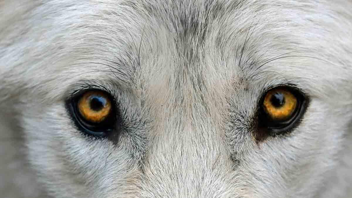 Lobo que una familia tenía como mascota, mata a su bebé de tres meses ...
