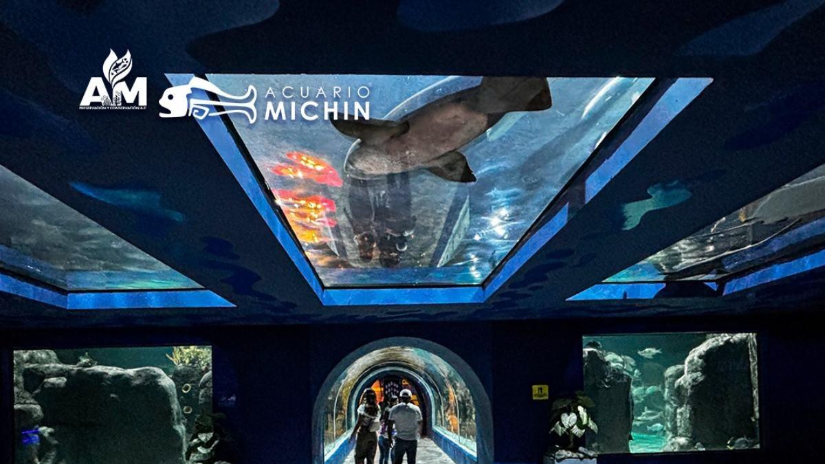Acuario Michin de CDMX abre sus puertas a niñas y niños portadores de VIH