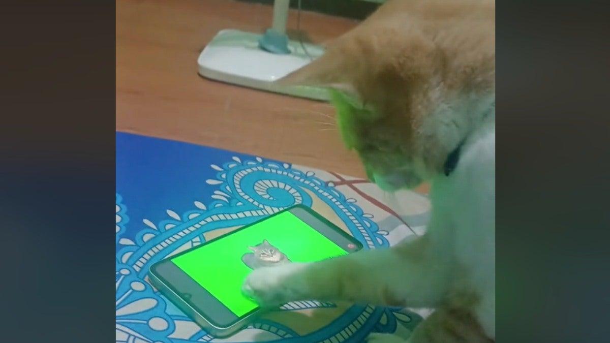 ‘Cat brainrot’: Video enloquece a gatos y se viraliza en TikTok