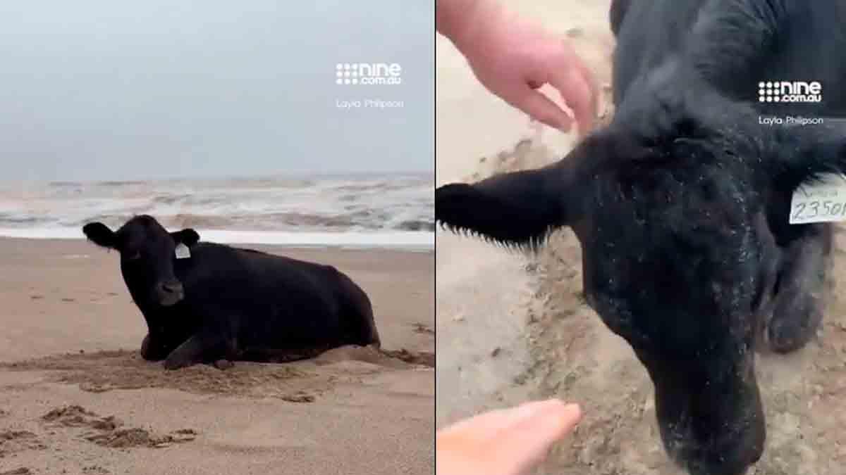 Vaca arrastrada por inundación aparece viva y mugiendo en la playa ...