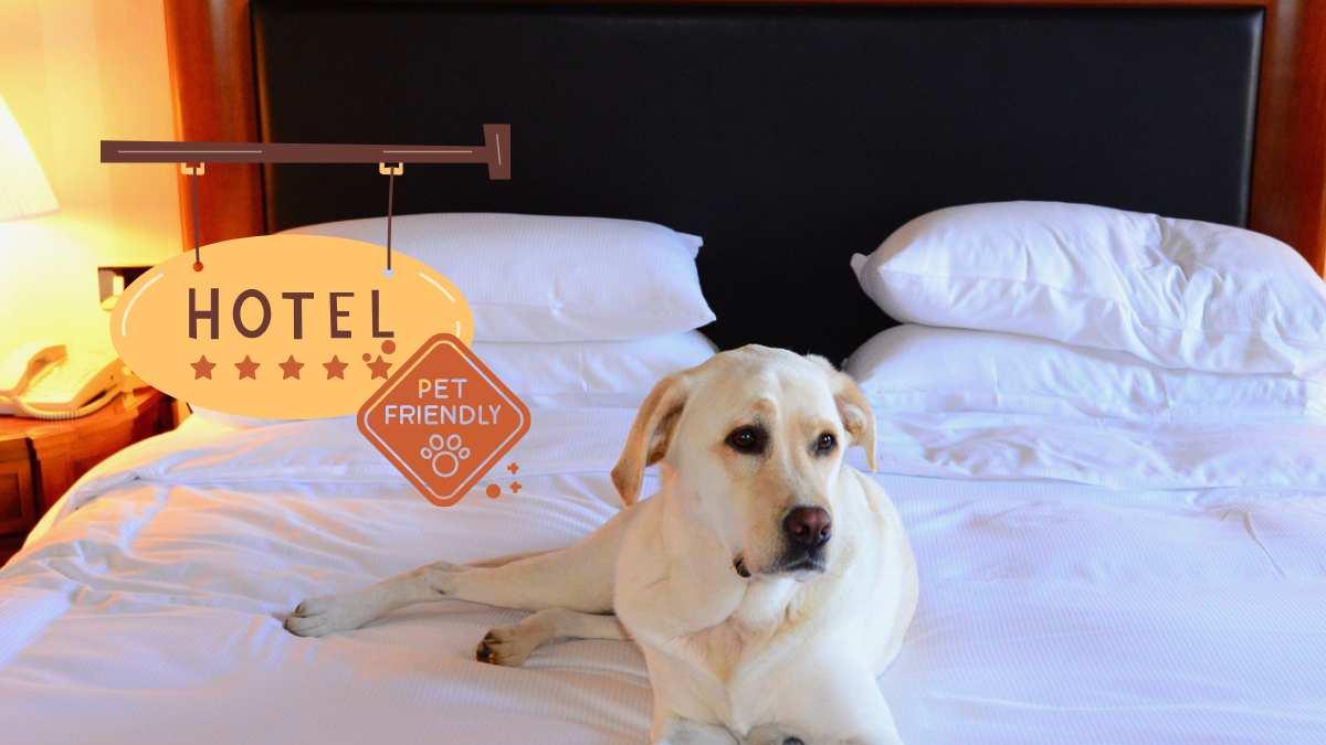 hoteles-pet-friendly-para-viajar-con-tu-mascota-explora-la-naturaleza