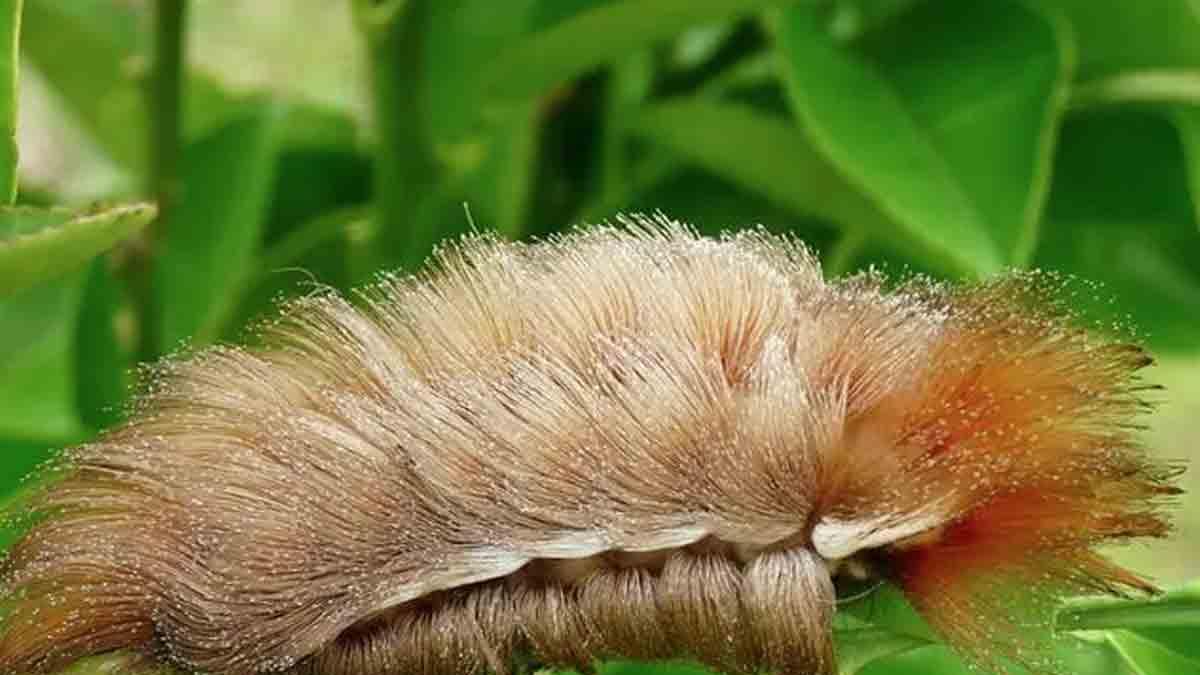 Alerta en Jalisco por presencia de la ‘Oruga Peluche’, la más peligrosa ...