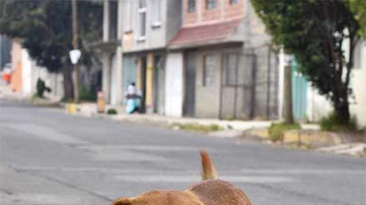 <![CDATA[No fueron 10 mil, fueron 14 mil perros sacrificados por exalcaldesa de Tecámac]]>